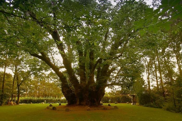 1000-jarige-lindeboom-heede.jpg